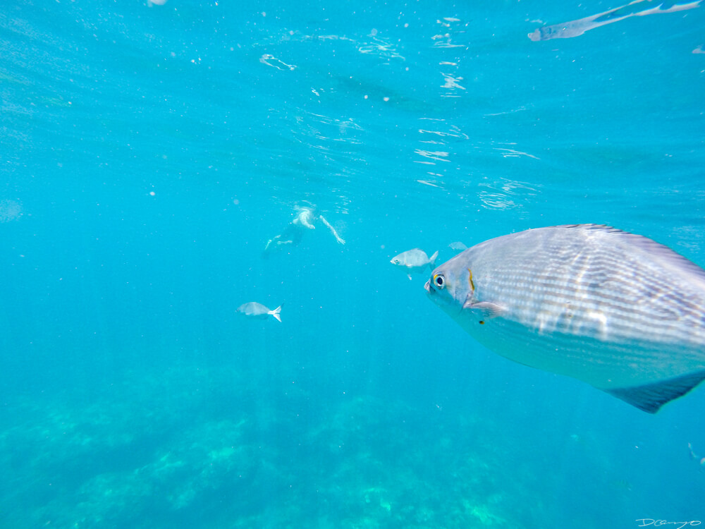 Underwater on the Napali Coast in Kauai, Hawaii